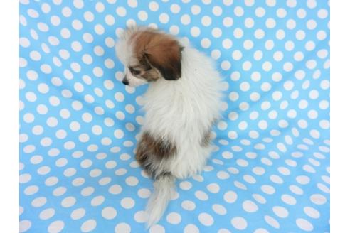 成約済の千葉県のパピヨン-83731の2枚目