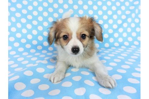 成約済の千葉県のパピヨン-83732の1枚目