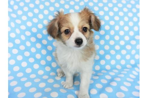 成約済の千葉県のパピヨン-83732の4枚目