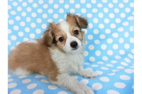 成約済の千葉県のパピヨン-83732の3枚目