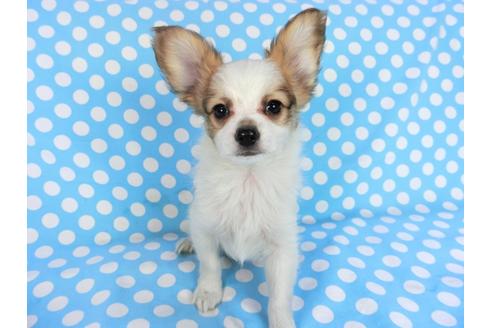 成約済の千葉県のパピヨン-83733の1枚目