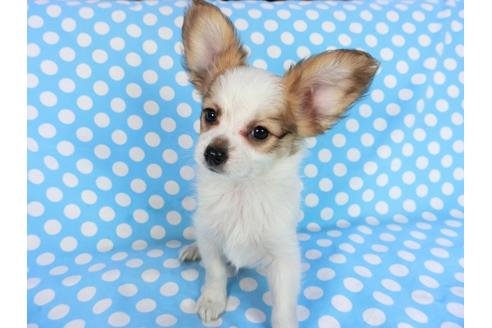 成約済の千葉県のパピヨン-83733の4枚目