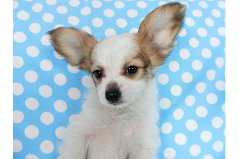 成約済の千葉県のパピヨン-83733の3枚目