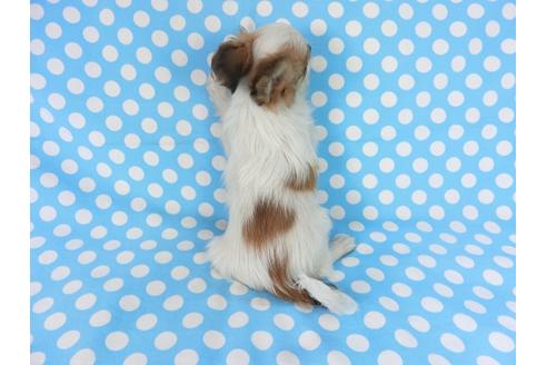 成約済の千葉県のパピヨン-83733の2枚目