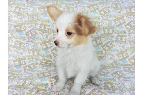 成約済の千葉県のパピヨン-83734の1枚目