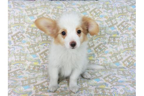 成約済の千葉県のパピヨン-83734の4枚目