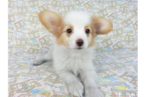 成約済の千葉県のパピヨン-83734の3枚目