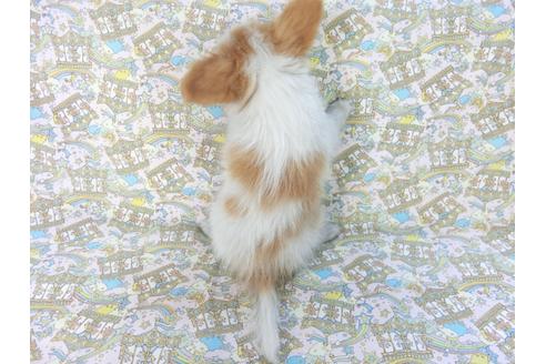 成約済の千葉県のパピヨン-83734の2枚目