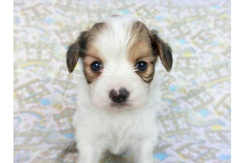 成約済の千葉県のパピヨン-85704