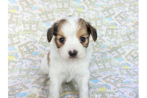 成約済の千葉県のパピヨン-85704の4枚目