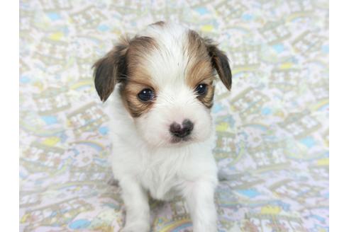 成約済の千葉県のパピヨン-85704の3枚目