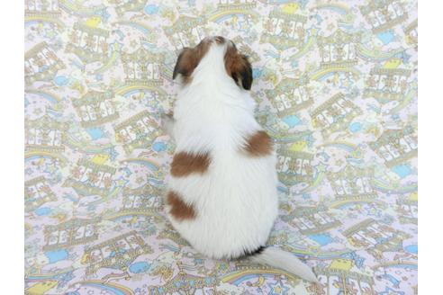 成約済の千葉県のパピヨン-85704の2枚目