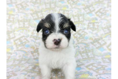 成約済の千葉県のパピヨン-85705