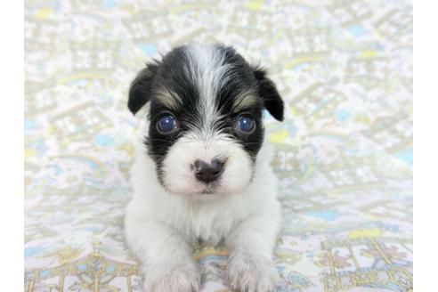 成約済の千葉県のパピヨン-85705の3枚目