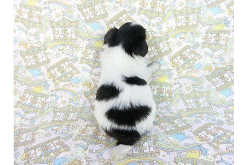 成約済の千葉県のパピヨン-85705の2枚目