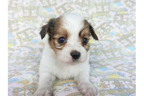 成約済の千葉県のパピヨン-85706