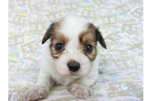 成約済の千葉県のパピヨン-85706の3枚目