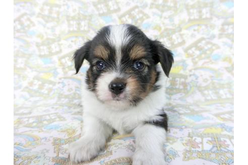 成約済の千葉県のパピヨン-85707