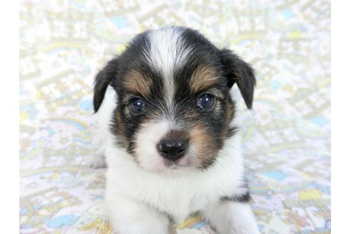 成約済の千葉県のパピヨン-85707の3枚目