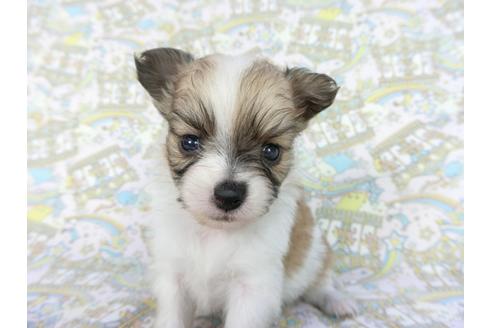 成約済の千葉県のパピヨン-85711の8枚目