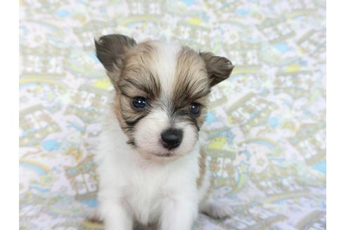 成約済の千葉県のパピヨン-85711の7枚目