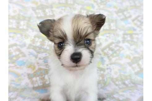 成約済の千葉県のパピヨン-85711の6枚目