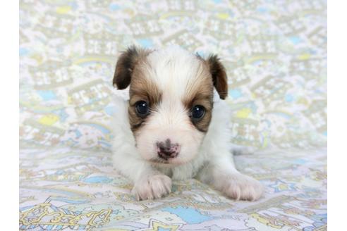 成約済の千葉県のパピヨン-85712の24枚目