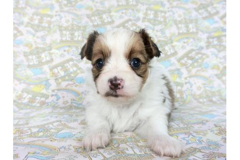 成約済の千葉県のパピヨン-85712の23枚目