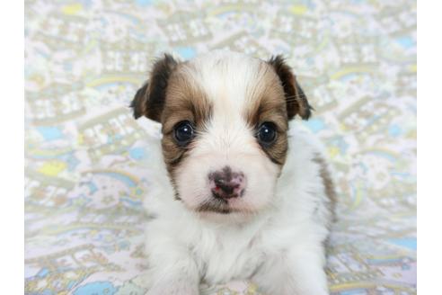 成約済の千葉県のパピヨン-85712の22枚目