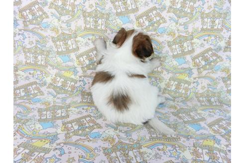 成約済の千葉県のパピヨン-85712の21枚目