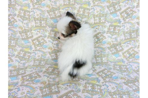 成約済の千葉県のパピヨン-85718の9枚目