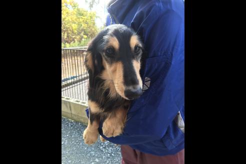 成約済の静岡県のミニチュアダックスフンド(ロングヘアード)-85669の1枚目