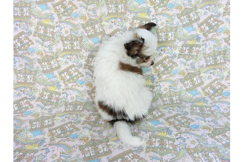 成約済の千葉県のパピヨン-85720の2枚目