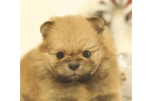 成約済の千葉県のミックス犬-85723