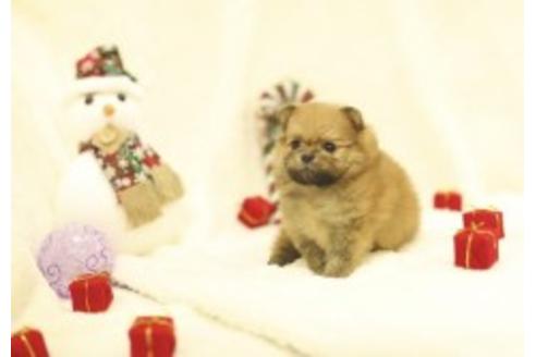 成約済の千葉県のミックス犬-85723の5枚目