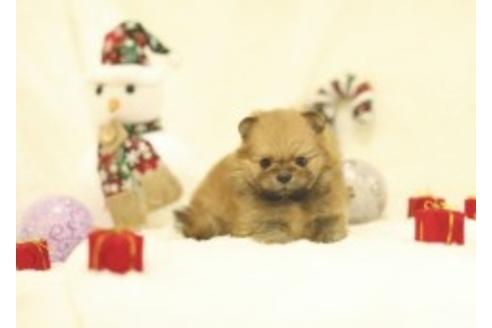 成約済の千葉県のミックス犬-85723の4枚目