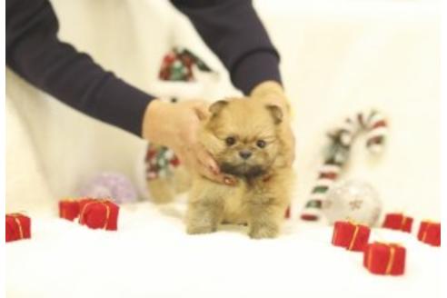 成約済の千葉県のミックス犬-85723の3枚目