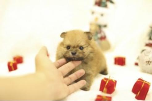 成約済の千葉県のミックス犬-85723の2枚目