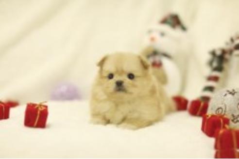 成約済の千葉県のミックス犬-85729の4枚目
