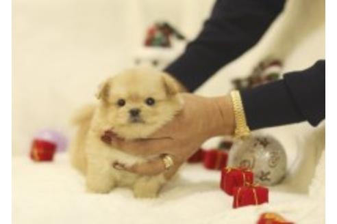成約済の千葉県のミックス犬-85729の3枚目