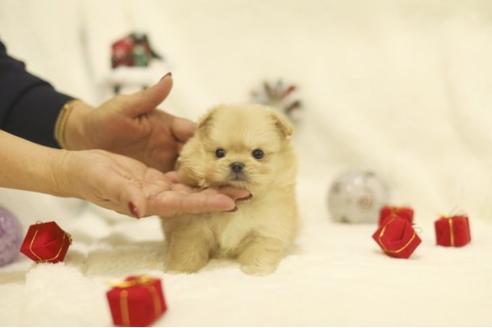 成約済の千葉県のミックス犬-85729の2枚目