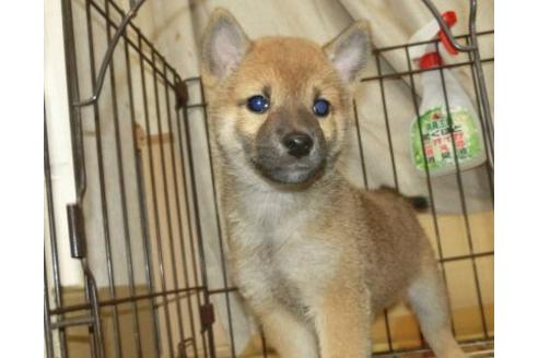 成約済の長崎県の柴犬-85767の1枚目
