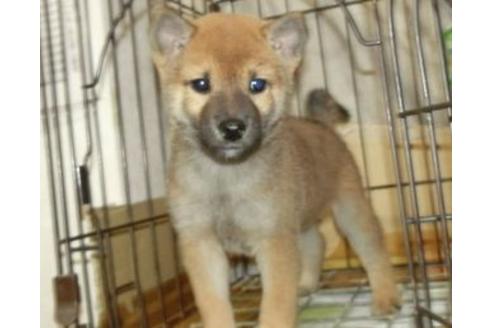 成約済の長崎県の柴犬-85767の3枚目