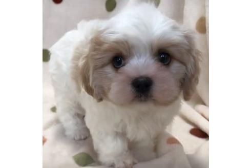成約済の岐阜県のミックス犬-84740