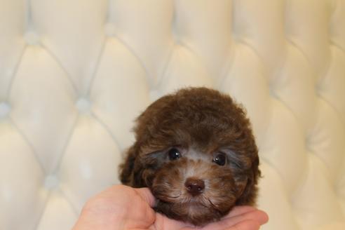 東京都のタイニープードル 男の子 19 10 05生まれ シルバーベージュ 子犬id 850 ブリーダーナビ