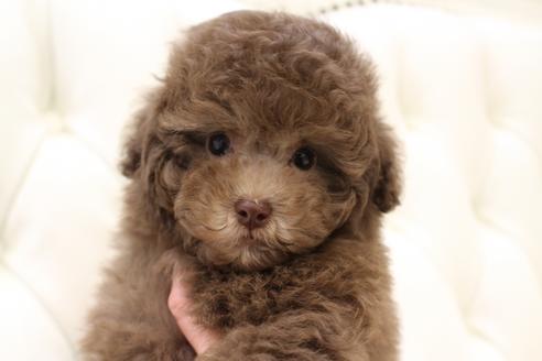 成約済の東京都のタイニープードル-85088の2枚目