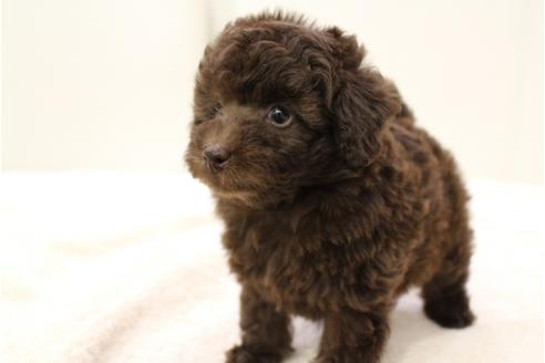 東京都のトイプードル 男の子 2019 09 13生まれ カフェオレ 子犬id 82850 ブリーダーナビ