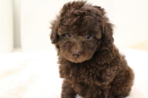東京都のトイプードル 男の子 2019 09 13生まれ カフェオレ 子犬id 82850 ブリーダーナビ