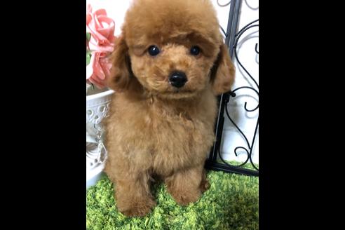 成約済の岡山県のティーカッププードル-81661の3枚目