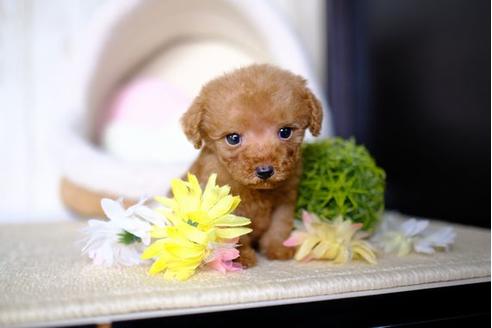 成約済の滋賀県のトイプードル-84881の1枚目